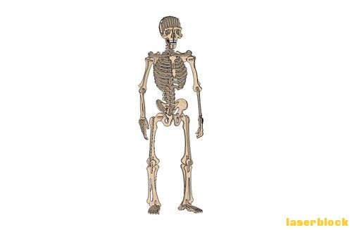 人体骨架.jpg 人体骨架.jpg